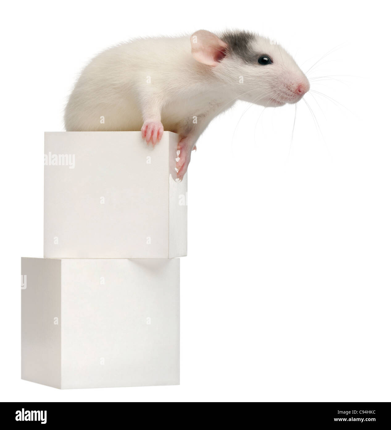 Common rat or sewer rat or wharf rat, Rattus norvegicus, 4 months old, on box, in front of white background Stock Photo