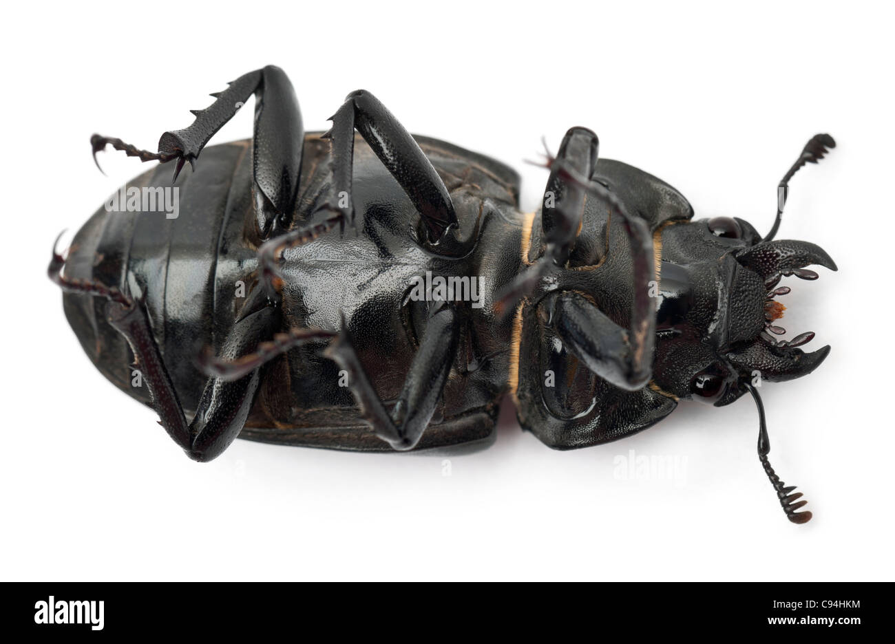 Female Lucanus cervus, the best-known species of stag beetle, on back in front of white background Stock Photo