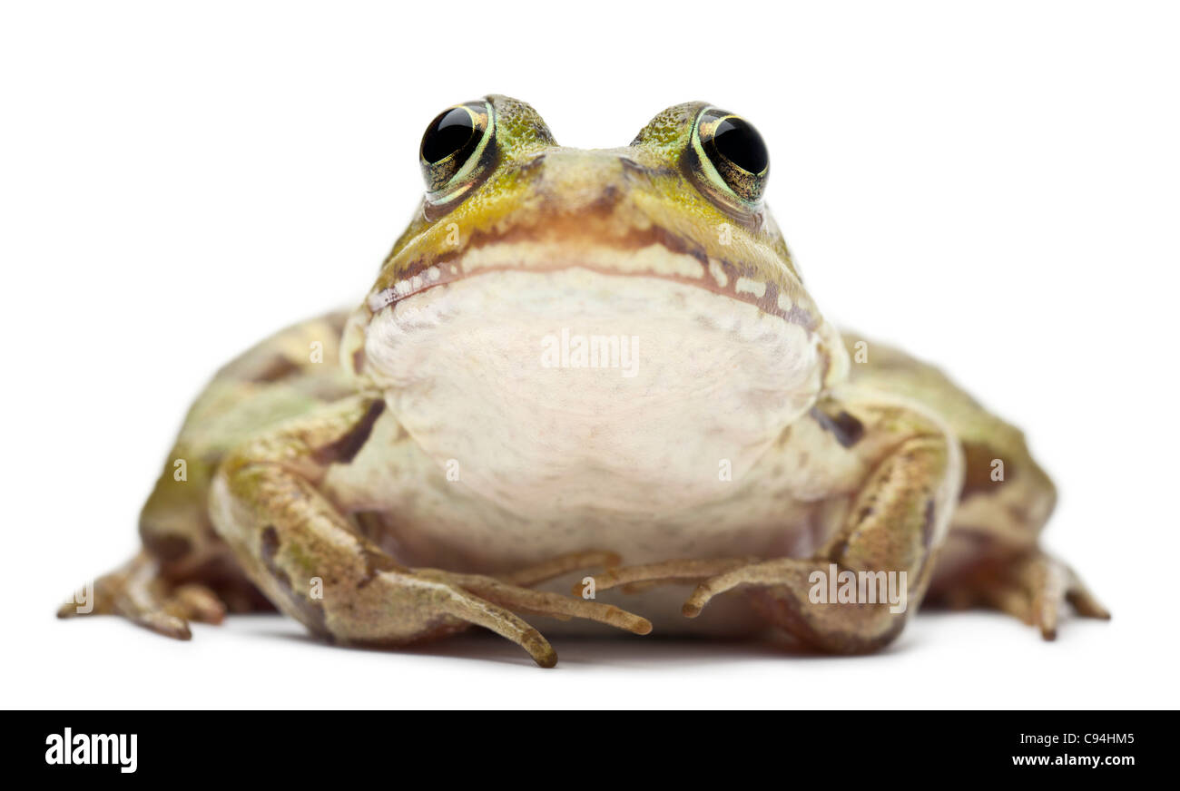 водоём глаз. раза и жаба. жабки и лягушки. лягушка с цветами. лягушка 1.