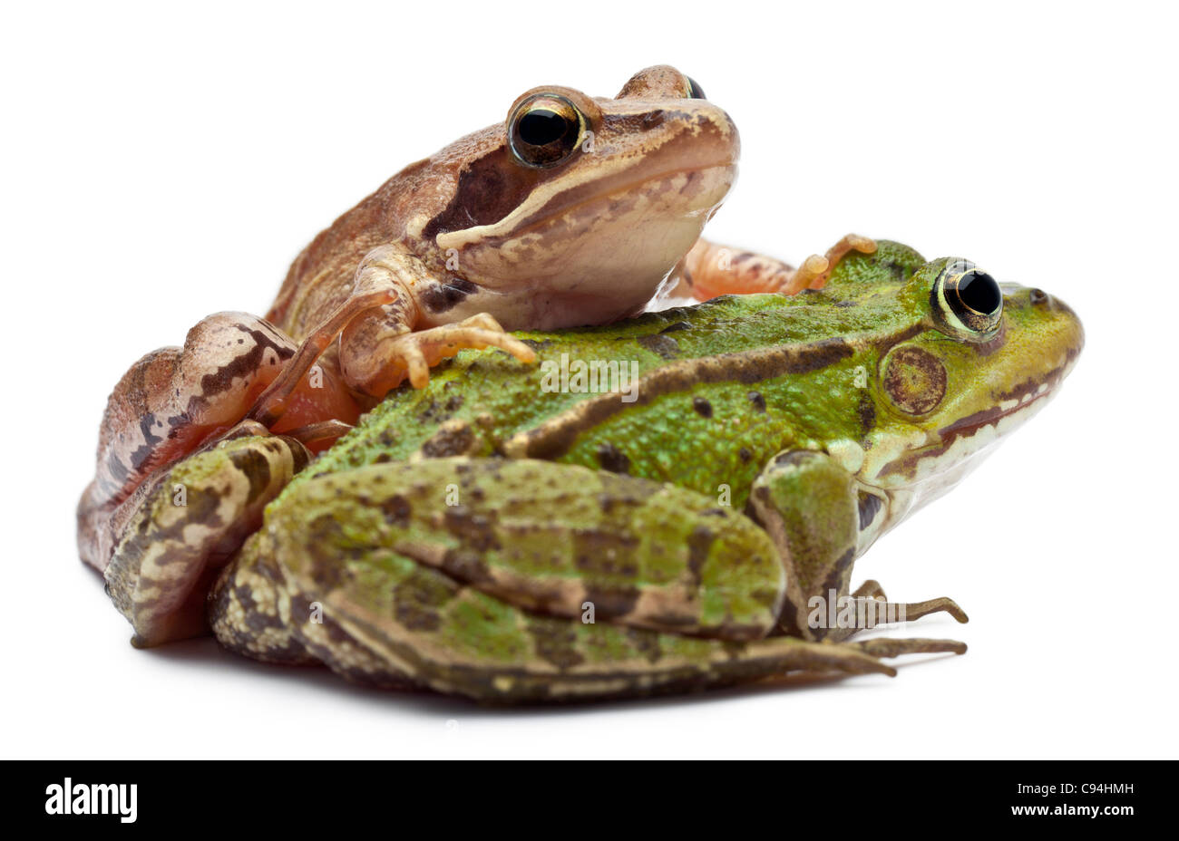 Common European frog or Edible Frog, Rana esculenta, and a Moor Frog, Rana arvalis, in front of white background Stock Photo