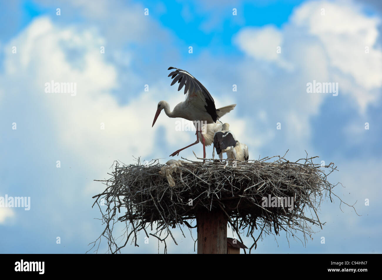 Wild bird in a natural habitat. Wildlife Photography. Ciconia ciconia, Oriental White Stork. Stock Photo