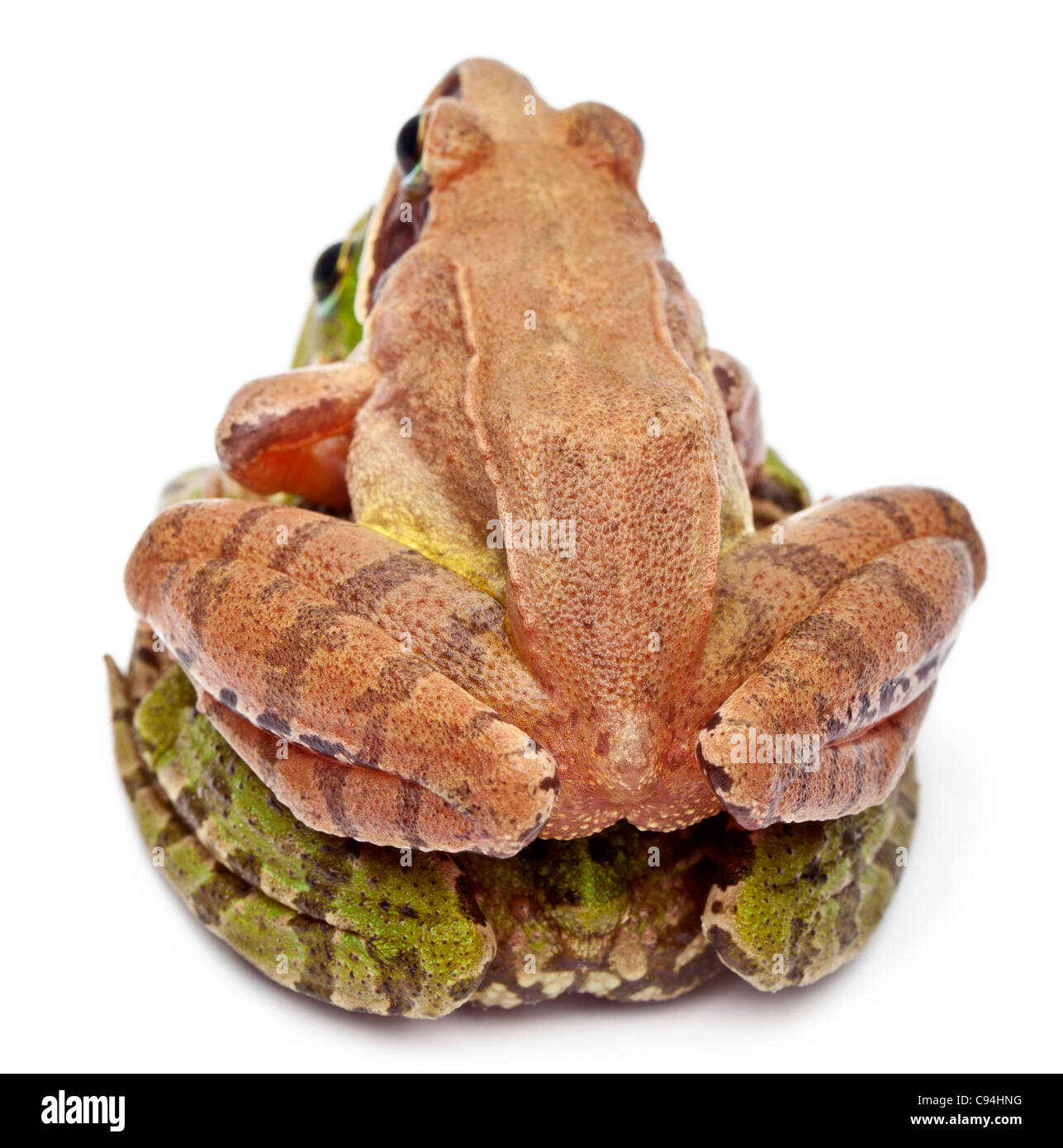 Common European frog or Edible Frog, Rana esculenta, and a Moor Frog, Rana arvalis, in front of white background Stock Photo