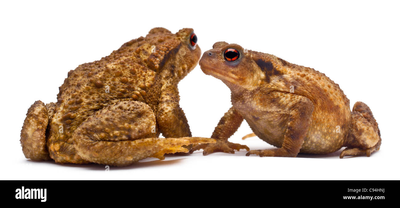 Two common toads or European toads, Bufo bufo, facing each other in front of white background Stock Photo
