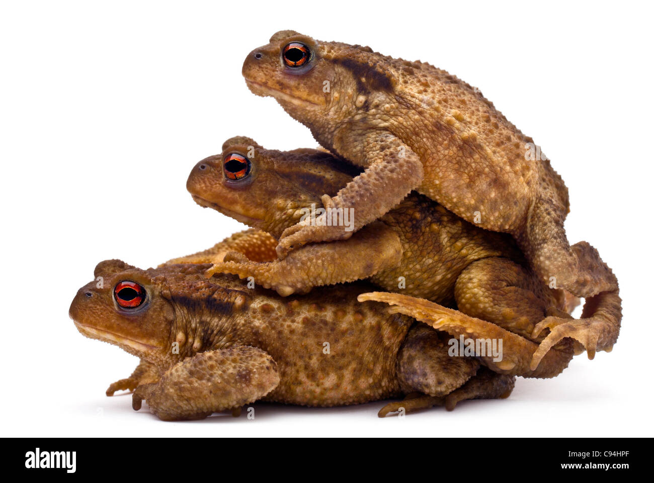 Three common toads or European toads, Bufo bufo, stacked in front of white background Stock Photo