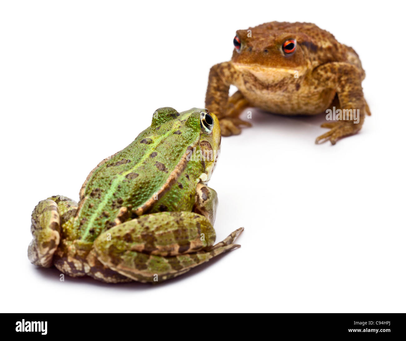 Common European frog, Rana kl. Esculenta, facing common toad or European toad, Bufo bufo, in front of white background Stock Photo