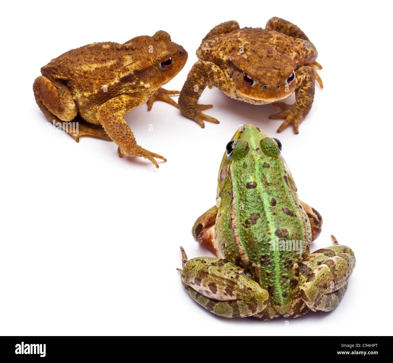 Common European frog, Rana kl. Esculenta, facing common toads or European toads, Bufo bufo, in front of white background Stock Photo