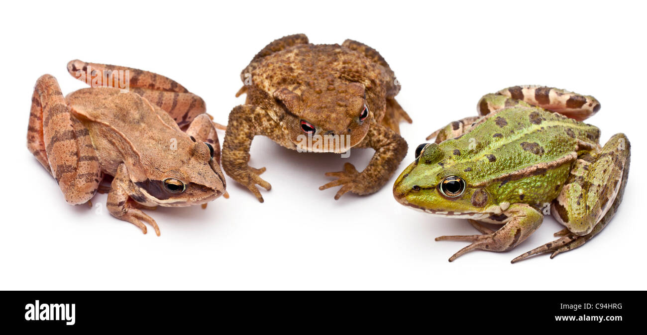 Common European frog next to a common toad and a Moor Frog, in front of white background Stock Photo