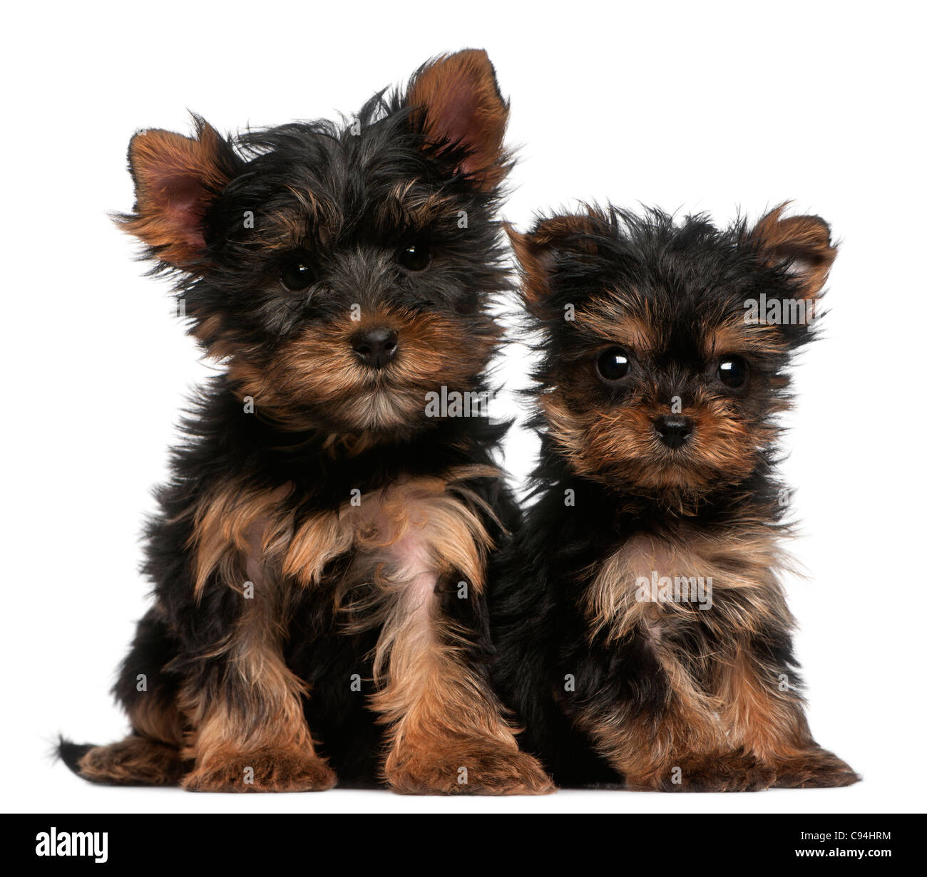 https://c8.alamy.com/comp/C94HRM/yorkshire-terrier-puppies-8-weeks-old-in-front-of-white-background-C94HRM.jpg