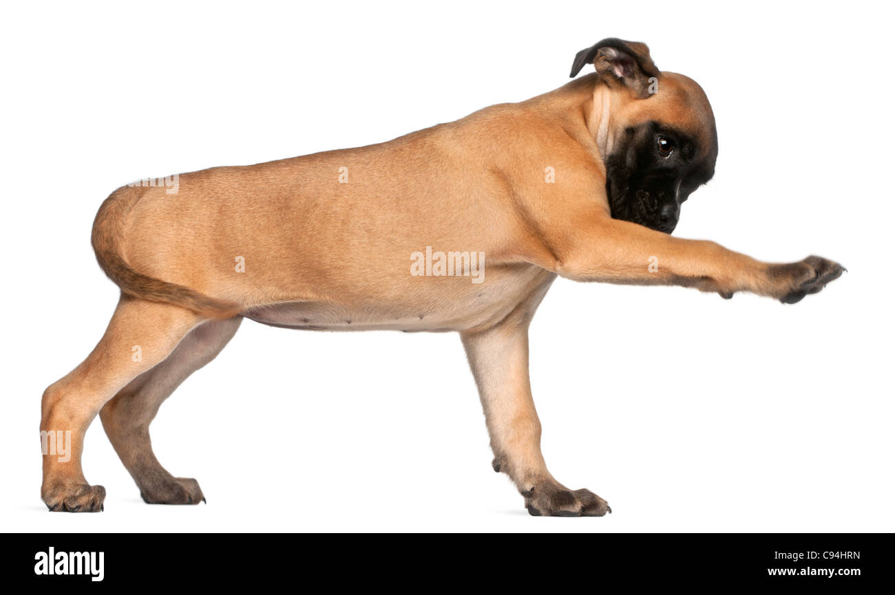 Boxer puppy, 8 weeks old, giving its paw in front of white background Stock Photo