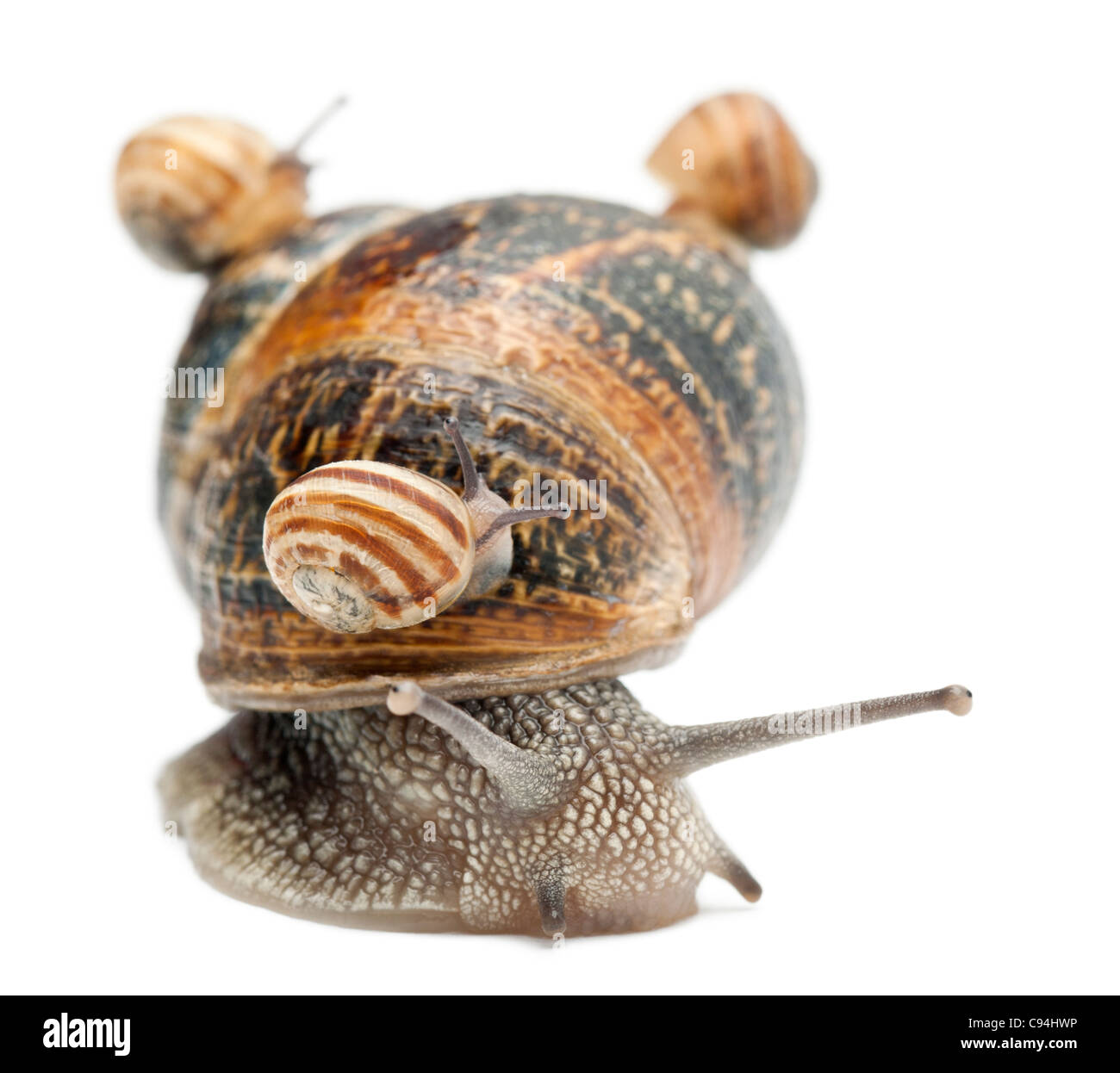 Baby snail hires stock photography and images Alamy