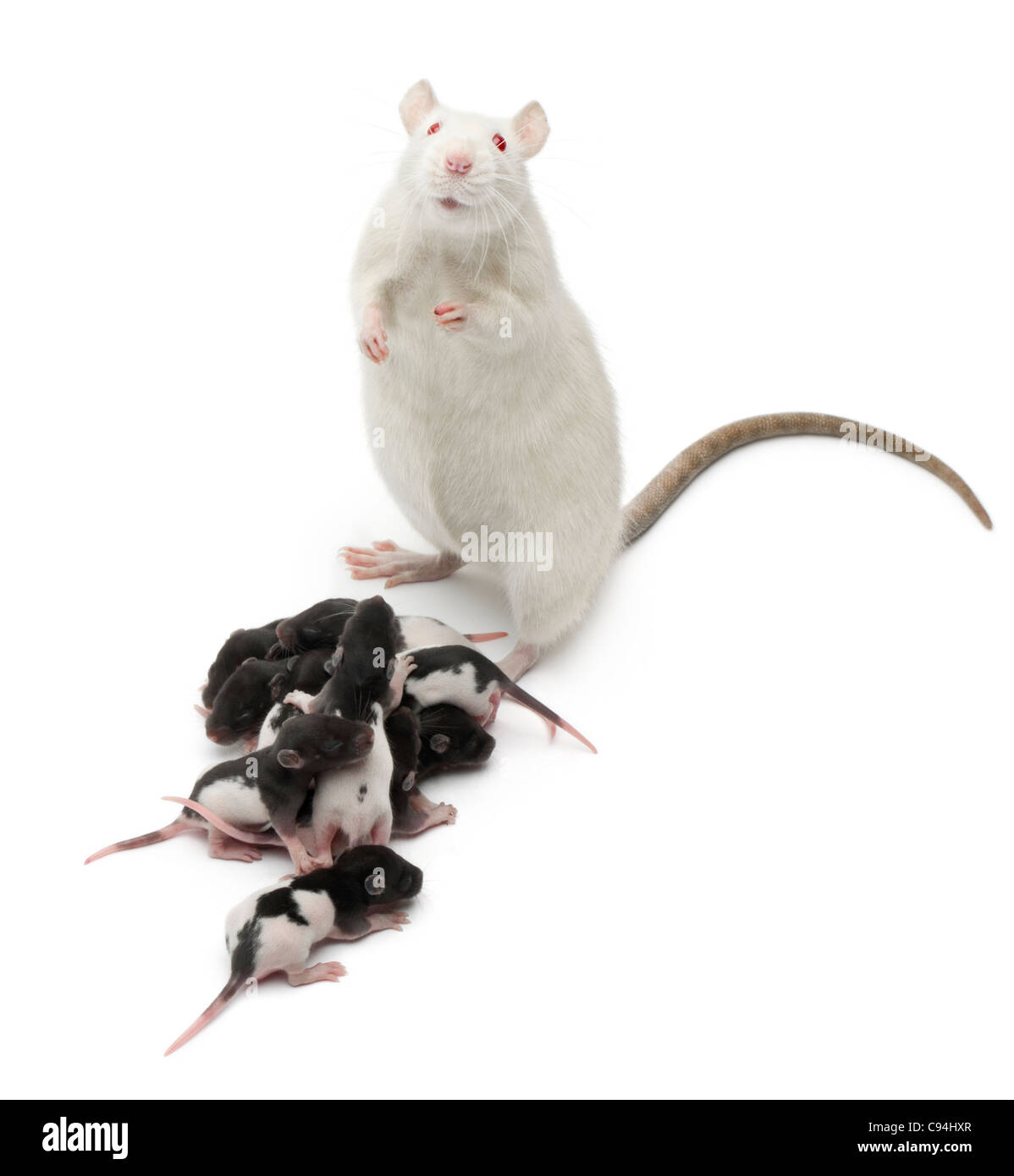 Fancy Rat next to its babies and looking at the camera in front of white background Stock Photo