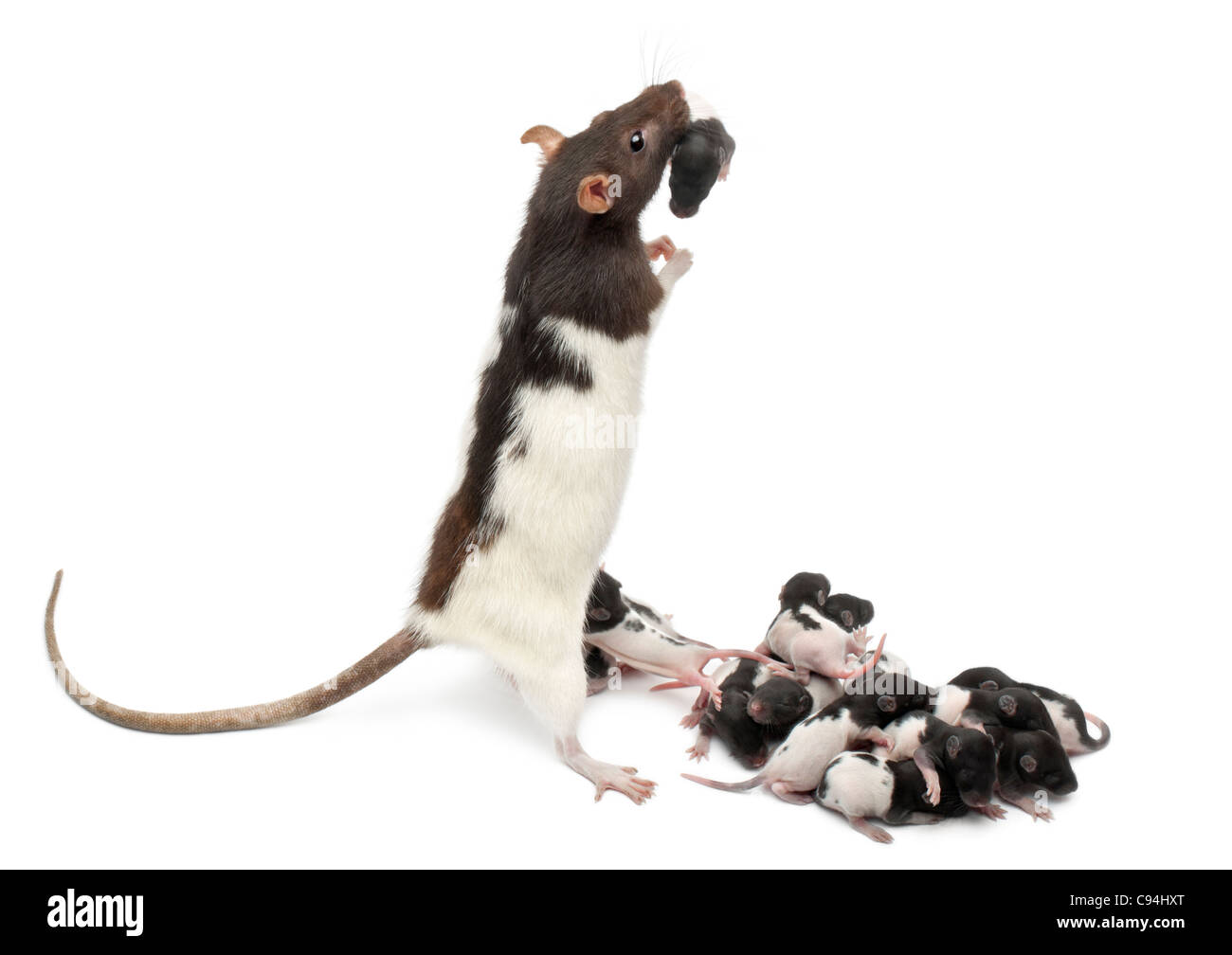 Fancy rat taking care of its babies in front of white background Stock Photo