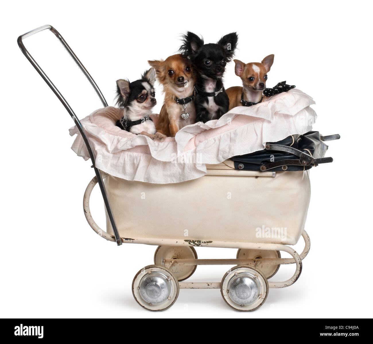 Four Chihuahuas sitting in baby stroller in front of white background Stock Photo
