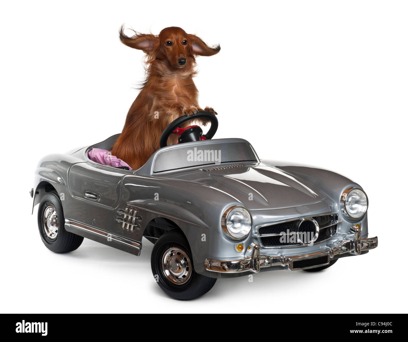 Dachshund, 3 years old, driving convertible in front of white background Stock Photo