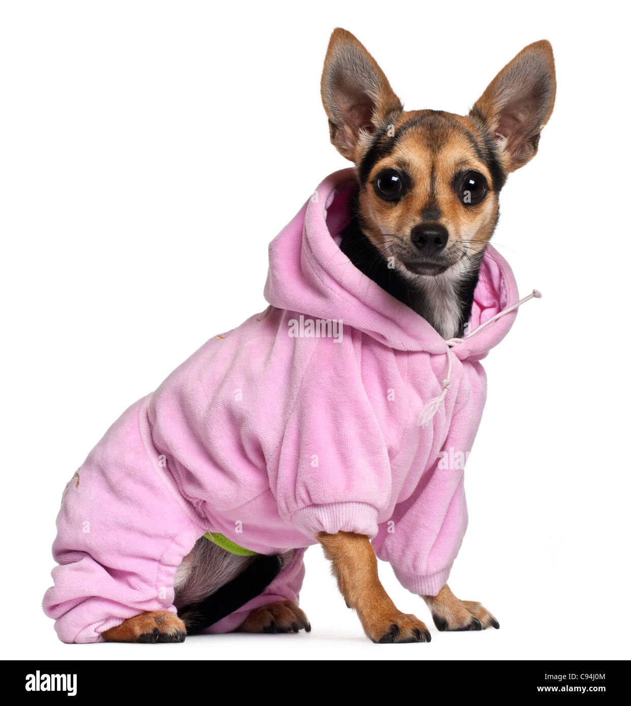 Chihuahua Hoodie - Pink Chihuahua Hoodie - Pink