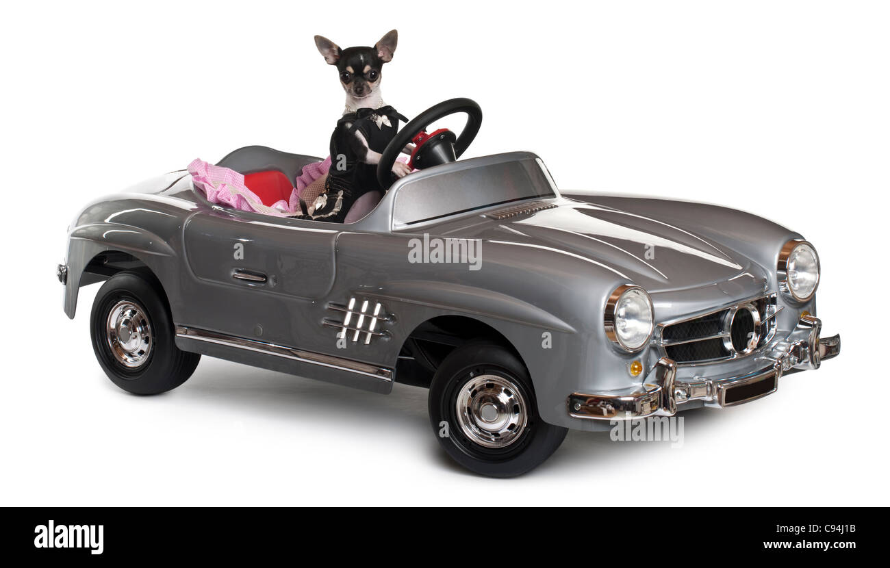 Chihuahua, 7 months old, driving convertible in front of white background Stock Photo