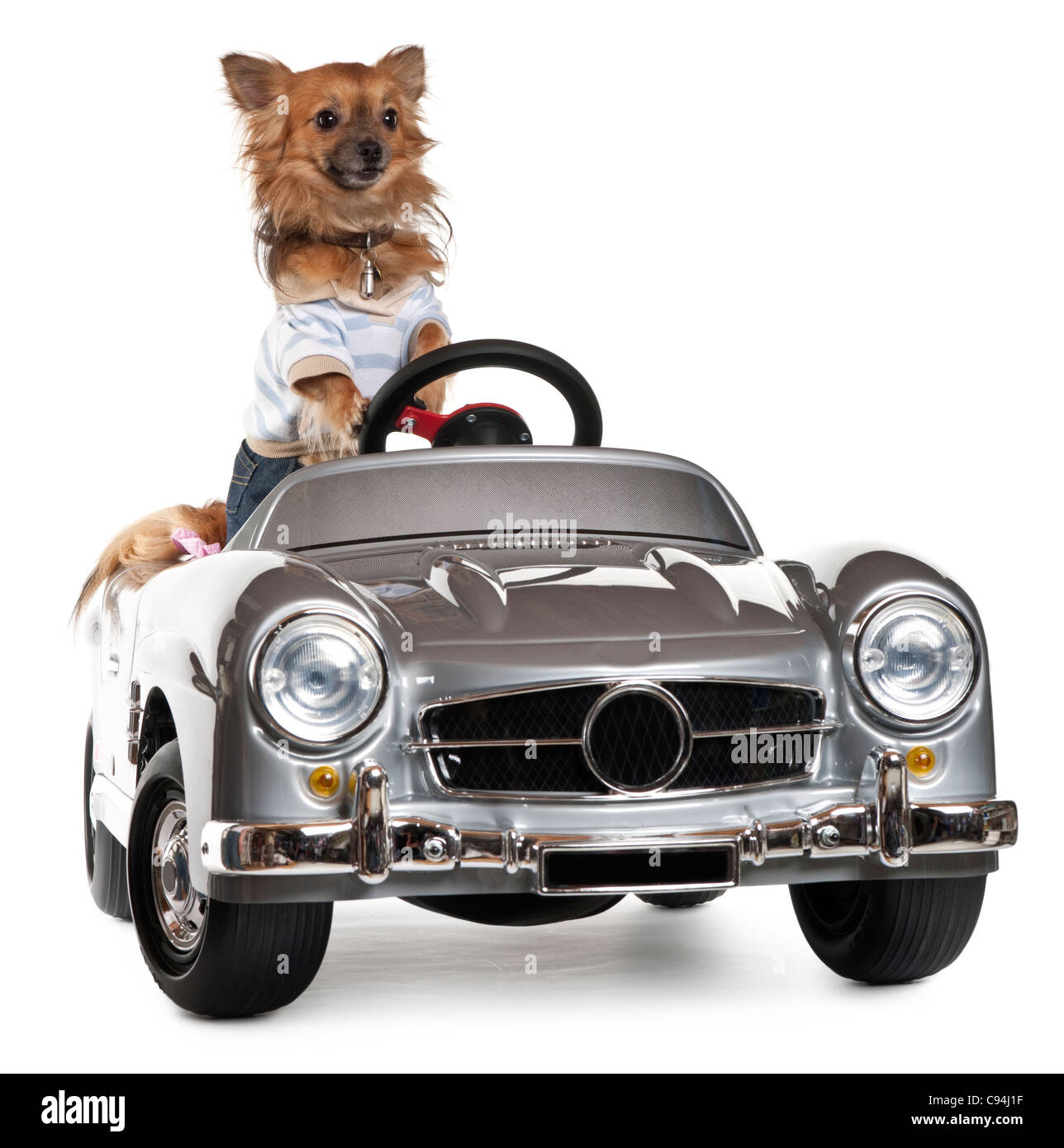 Dressed up Chihuahua driving convertible in front of white background Stock Photo