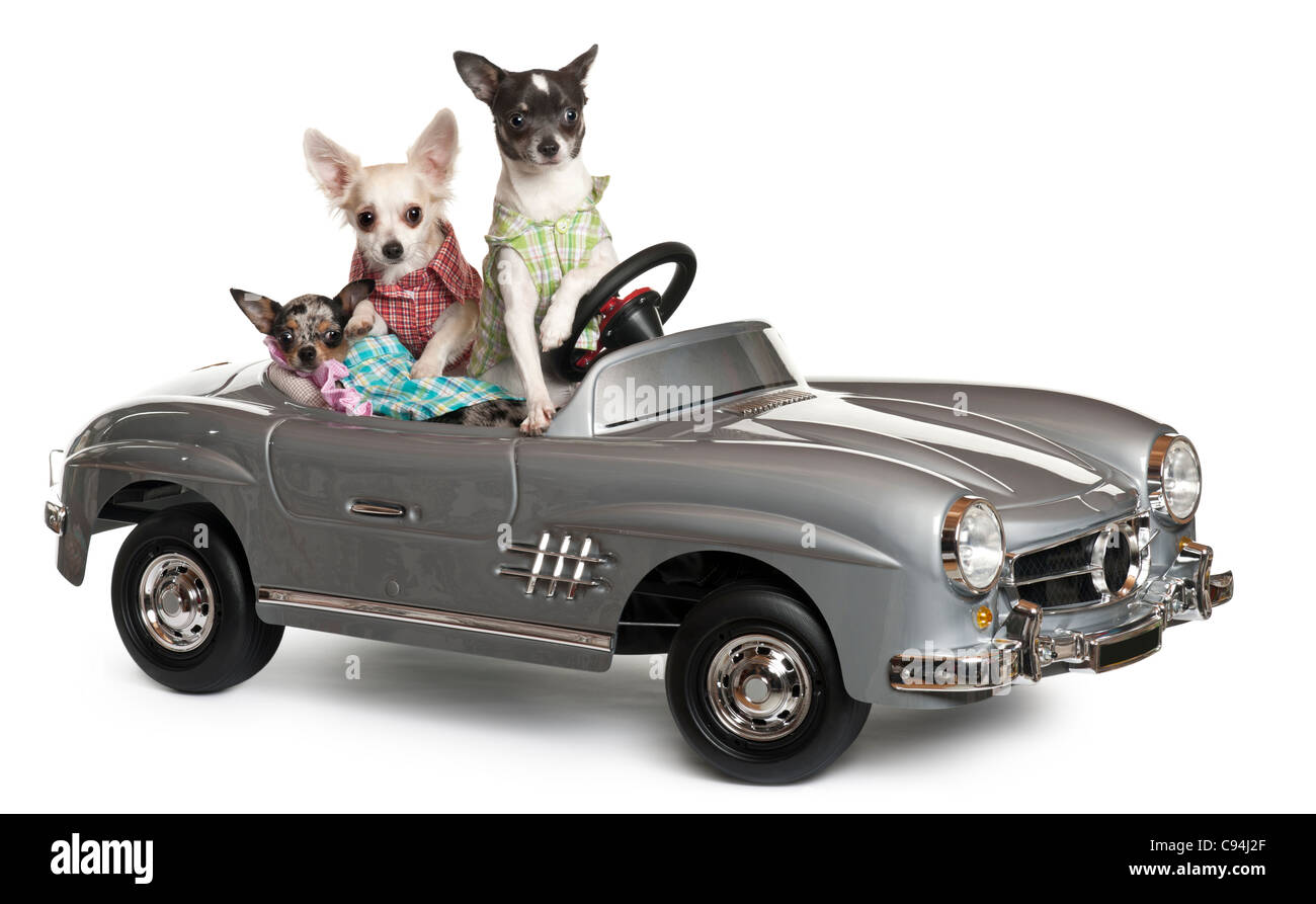 Three Chihuahuas sitting in convertible in front of white background Stock Photo
