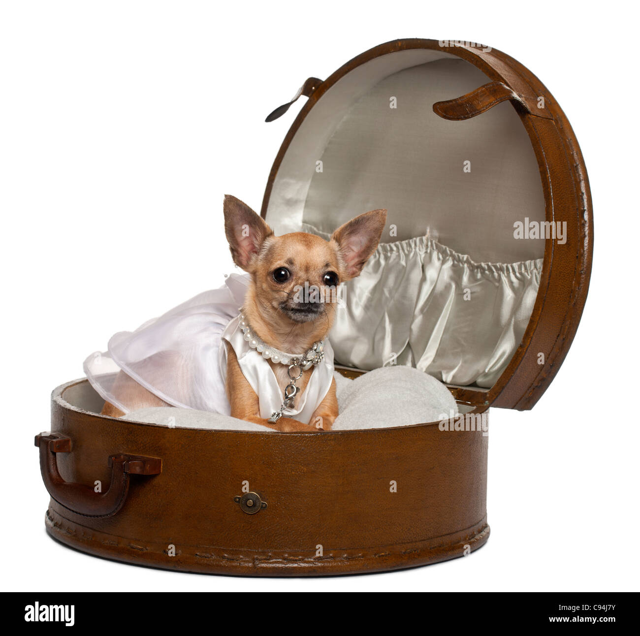 Chihuahua in wedding dress, 3 years old, sitting in round luggage in front of white background Stock Photo