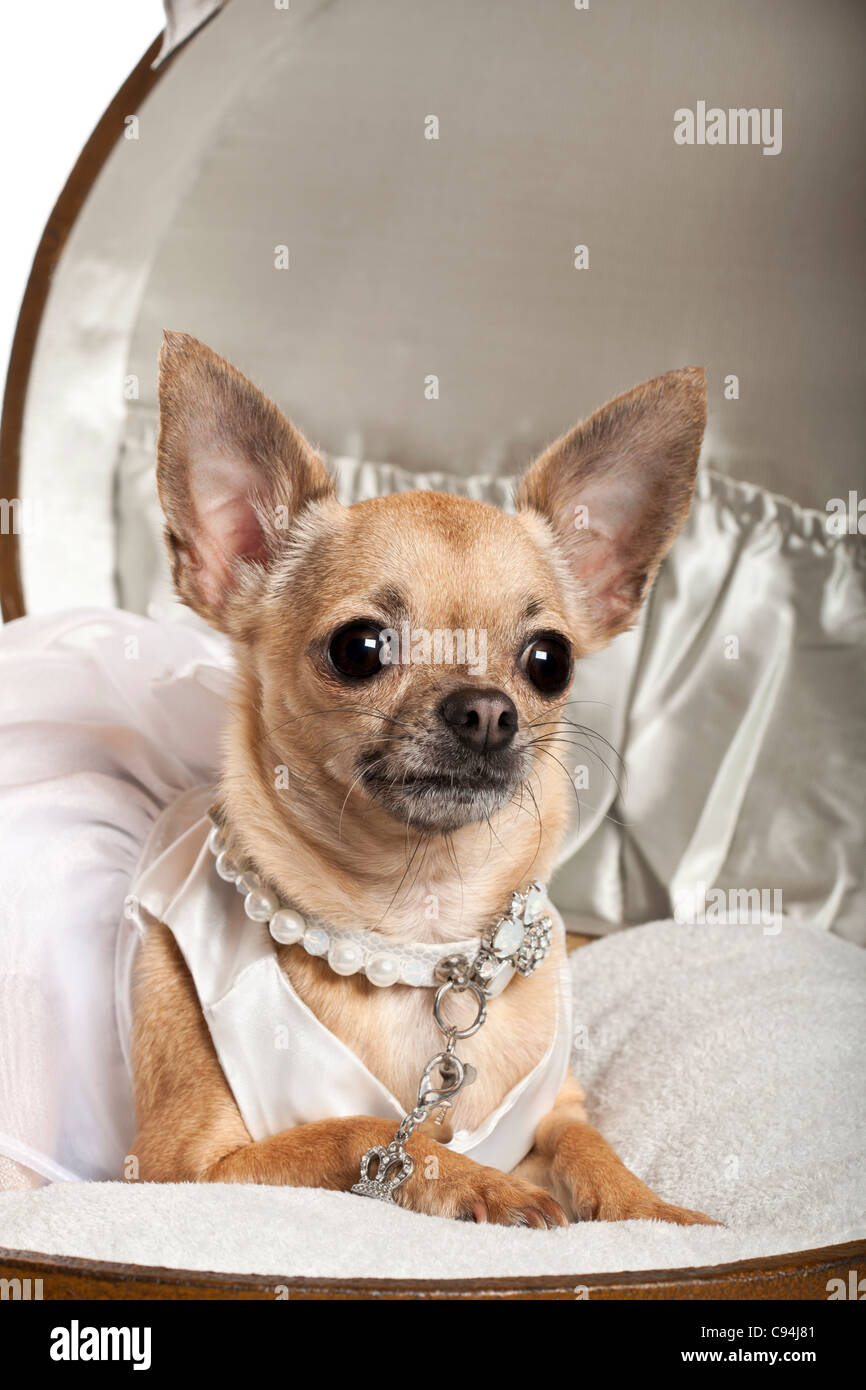Close-up of Chihuahua in wedding dress, 3 years old, sitting in round luggage in front of white background Stock Photo