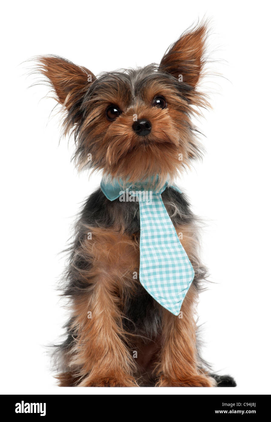 7 month sales old yorkie