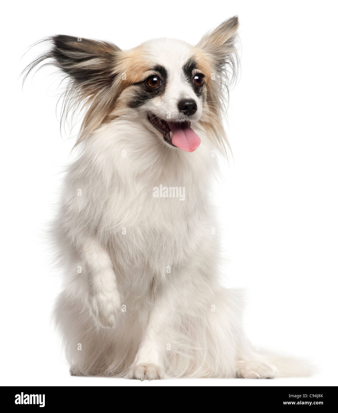 Papillon, 15 months old, sitting in front of white background Stock Photo