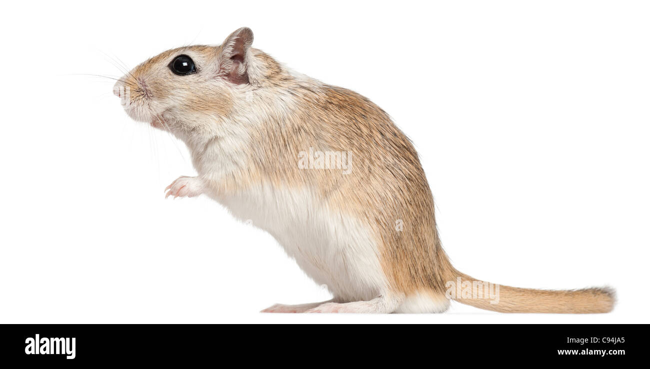 Gerbil, 2 months old, in front of white background Stock Photo