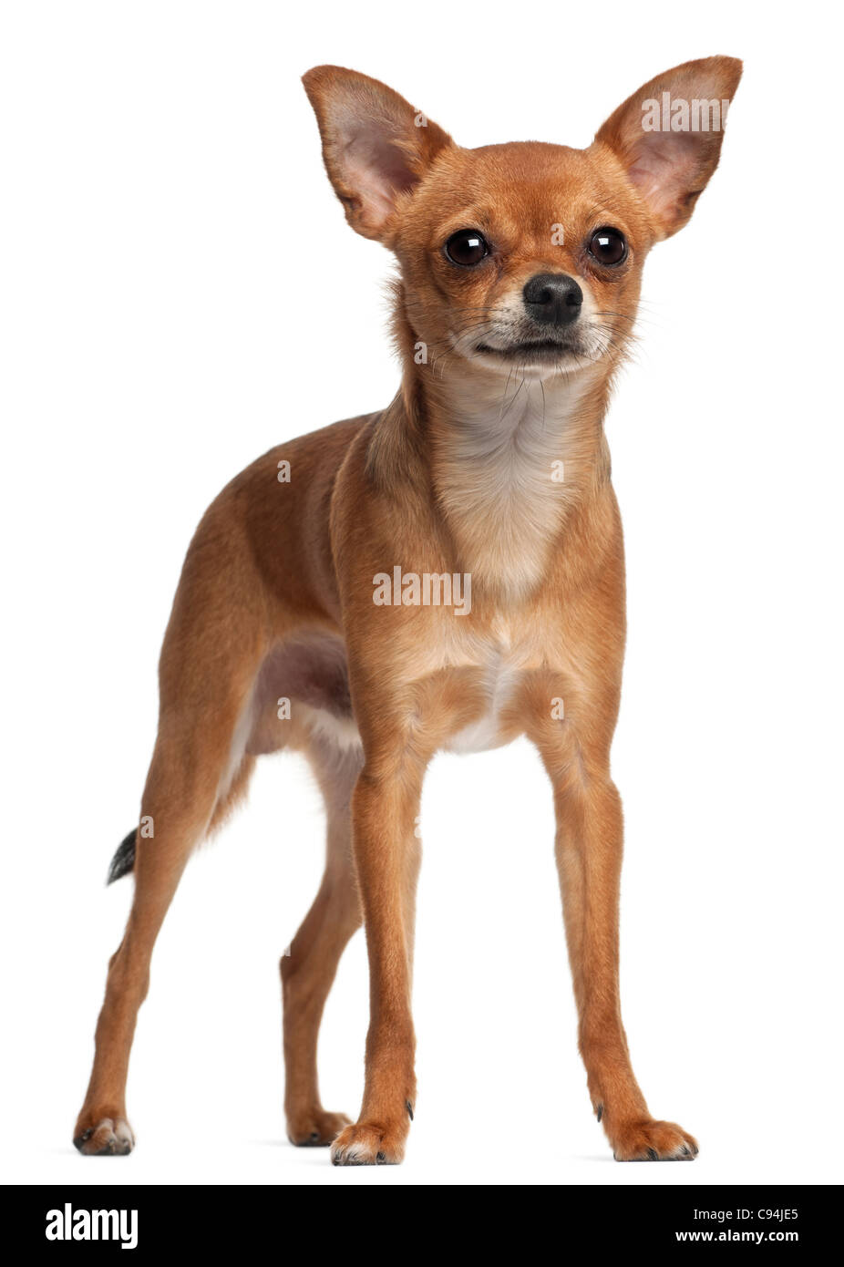 Crossbreed dog standing in front of white background Stock Photo - Alamy