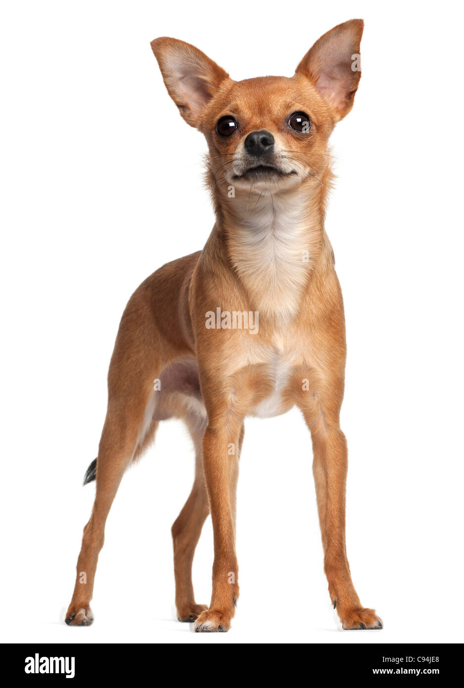 Crossbreed dog standing in front of white background Stock Photo - Alamy