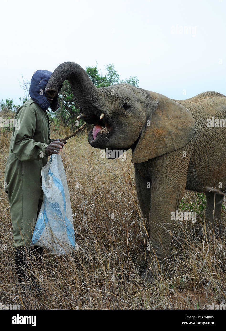Elephant handler feeding supplement vitamin pellets to two year old