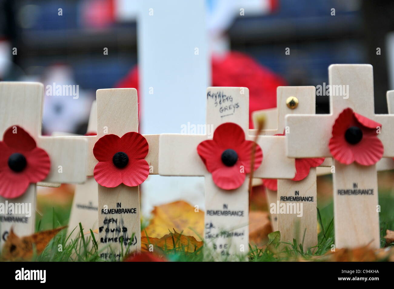 Crosses with poppies on them in the Remembrance Garden as crowds gather at Glasgow's George Square to pay silent tribute to soldiers who gave their lives in World War I and World War II and other wars since. Stock Photo