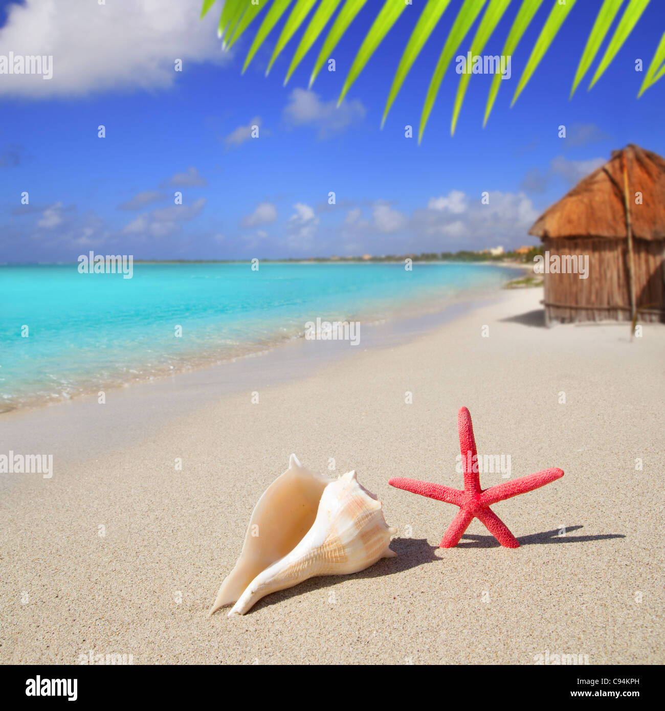 beach with starfish and seashell in white sand and tropical hut Stock Photo