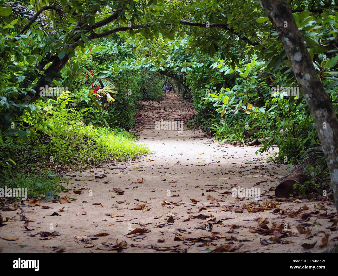 Path in the jungle of the national park of Cahuita ,Caribbean, Costa Rica Stock Photo