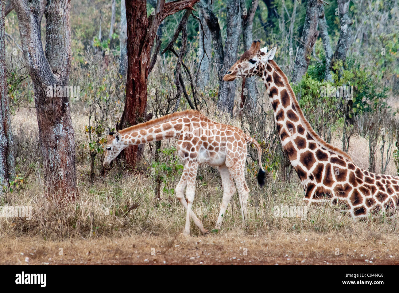 Rothschild Giraffe mother sitting down with one standing calf, Giraffe Manor, Nairobi, Kenya, Africa Stock Photo