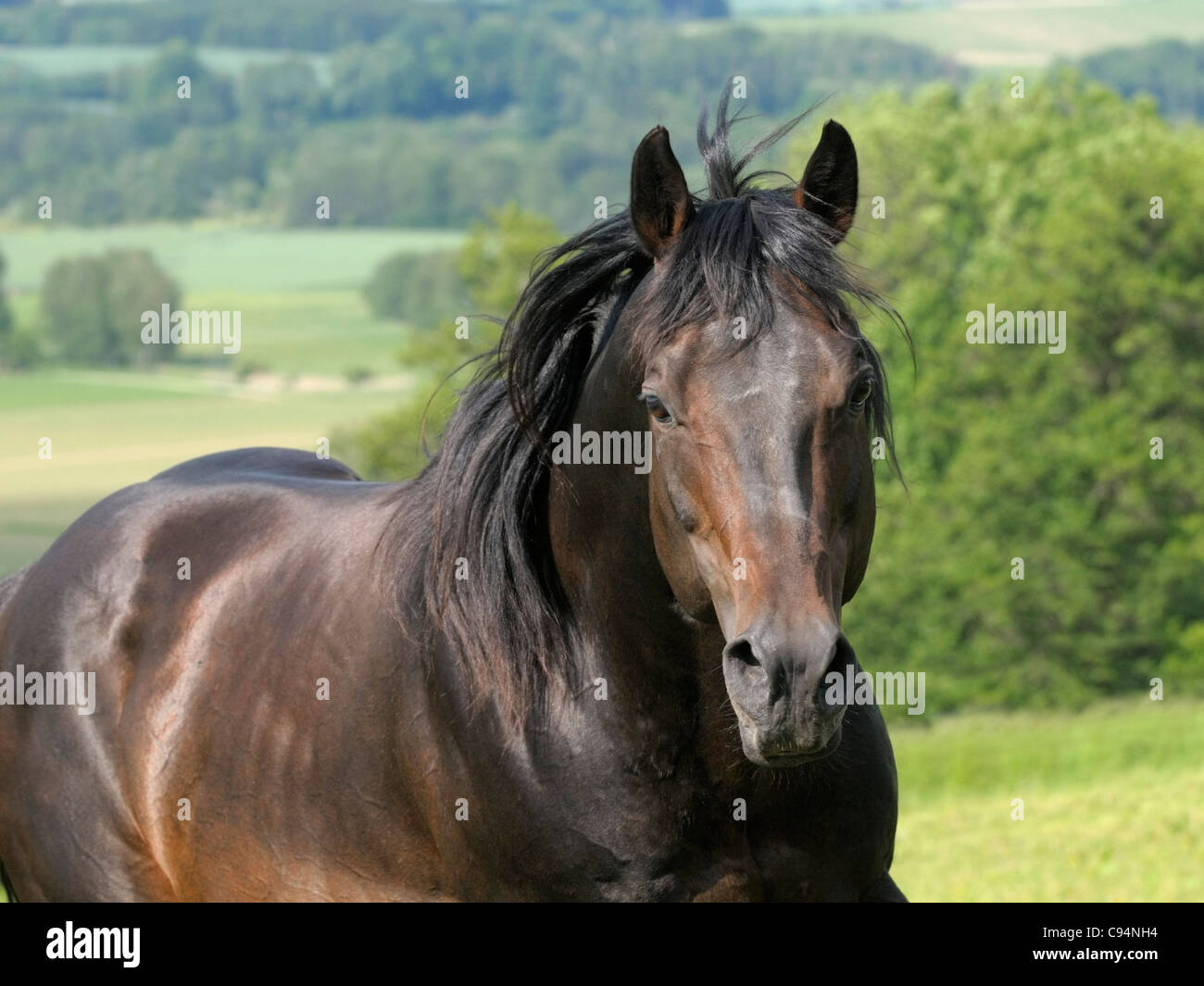 Quarter horse stallion Stock Photo