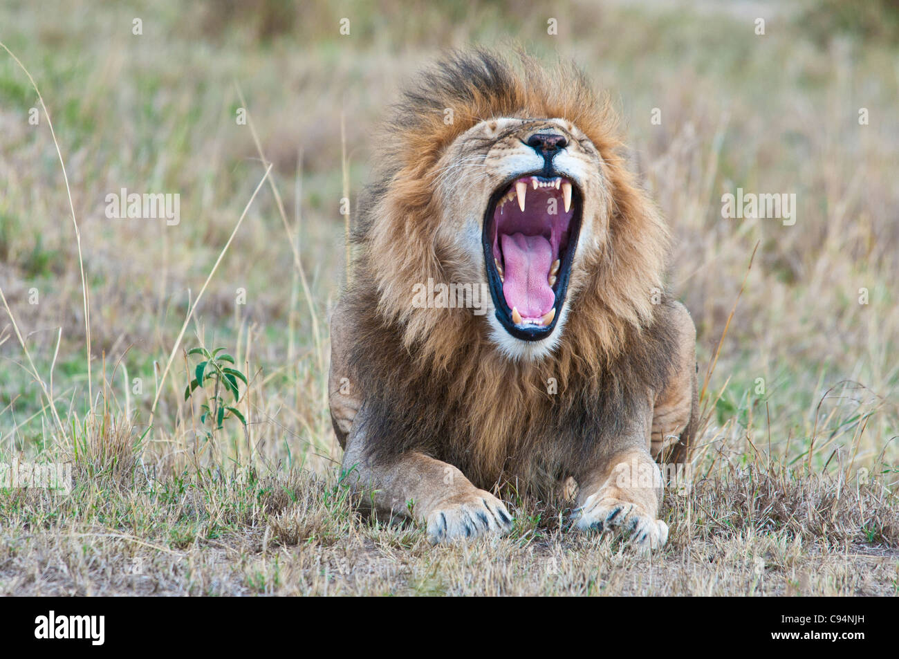 Male African Lion, Panthera leo, yawning with mouth wide open showing teeth, Masai Mara National Reserve, Kenya, East Africa Stock Photo