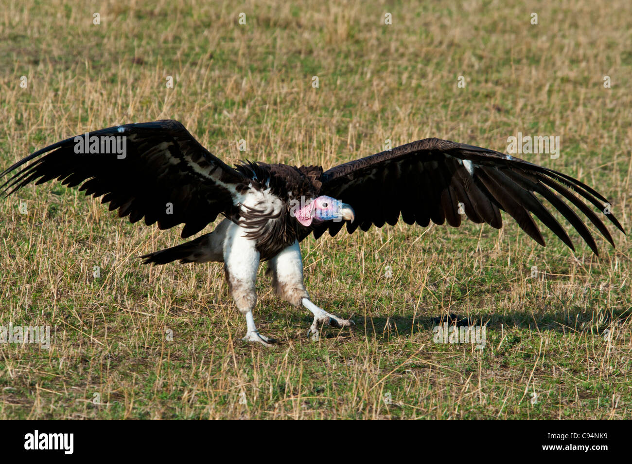 Vulture wildlife wings hires stock photography and images Alamy