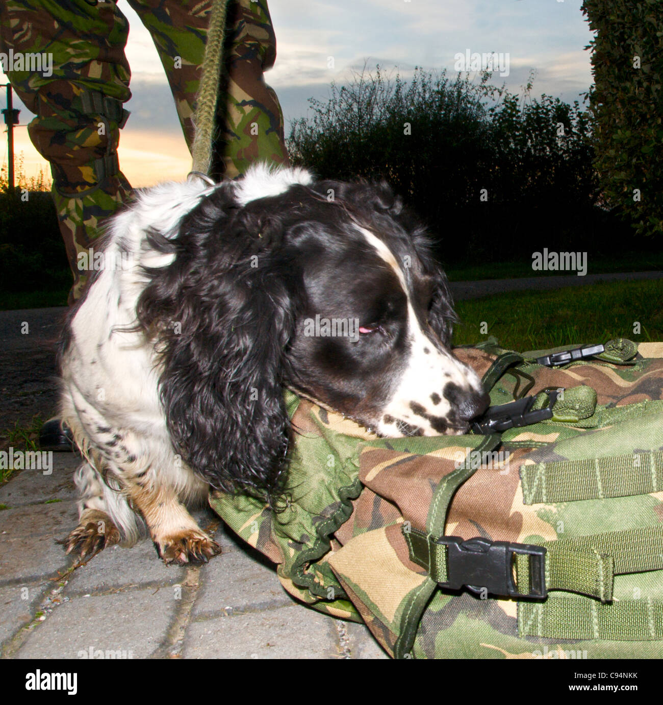 Sniffer dogs are used by police and the military to search for drugs and explosives - this is a Springer Spaniel Stock Photo