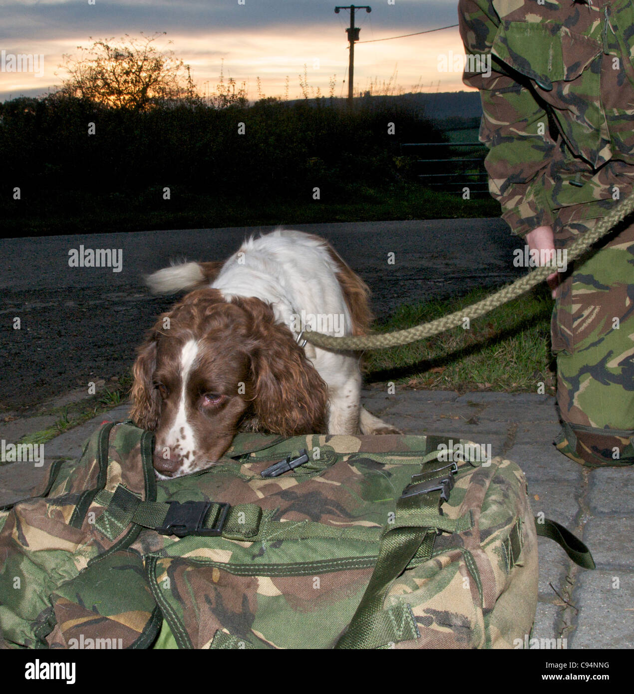 Sniffer dogs are used by police and the military to search for drugs