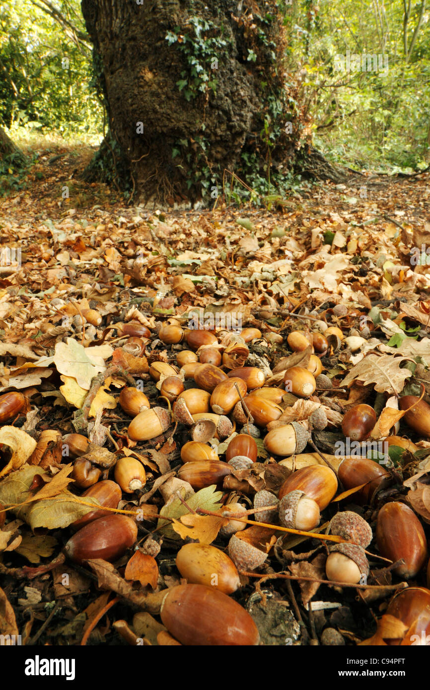 Fallen acorns on woodland floor, Kent UK Stock Photo