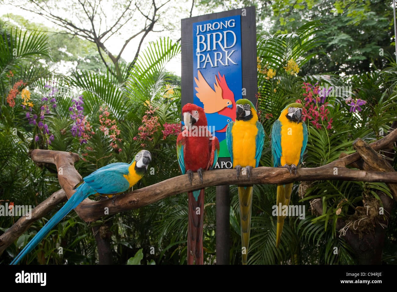 Jurong Bird Park macaw parrots Stock Photo Alamy