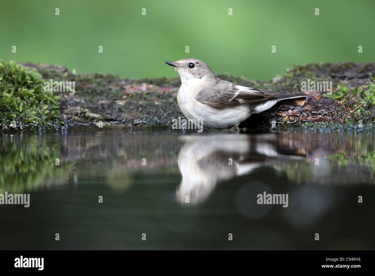 Collared Flycatcher, Ficedula albicollis, female bathing Stock Photo ...