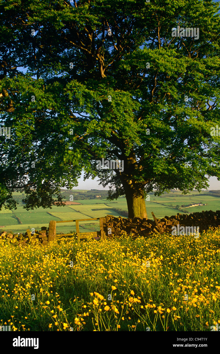 Tree and meadow in the countryside near Haydon Bridge, Northumberland Stock Photo
