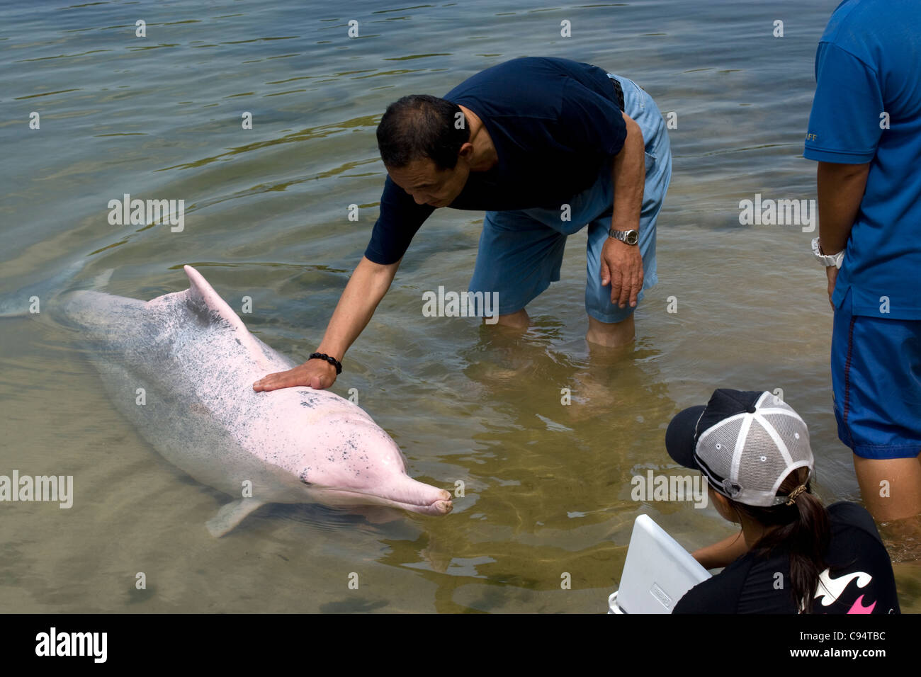 Sentosa Island - Dolphin Lagoon / pink dolphin encounters Stock Photo
