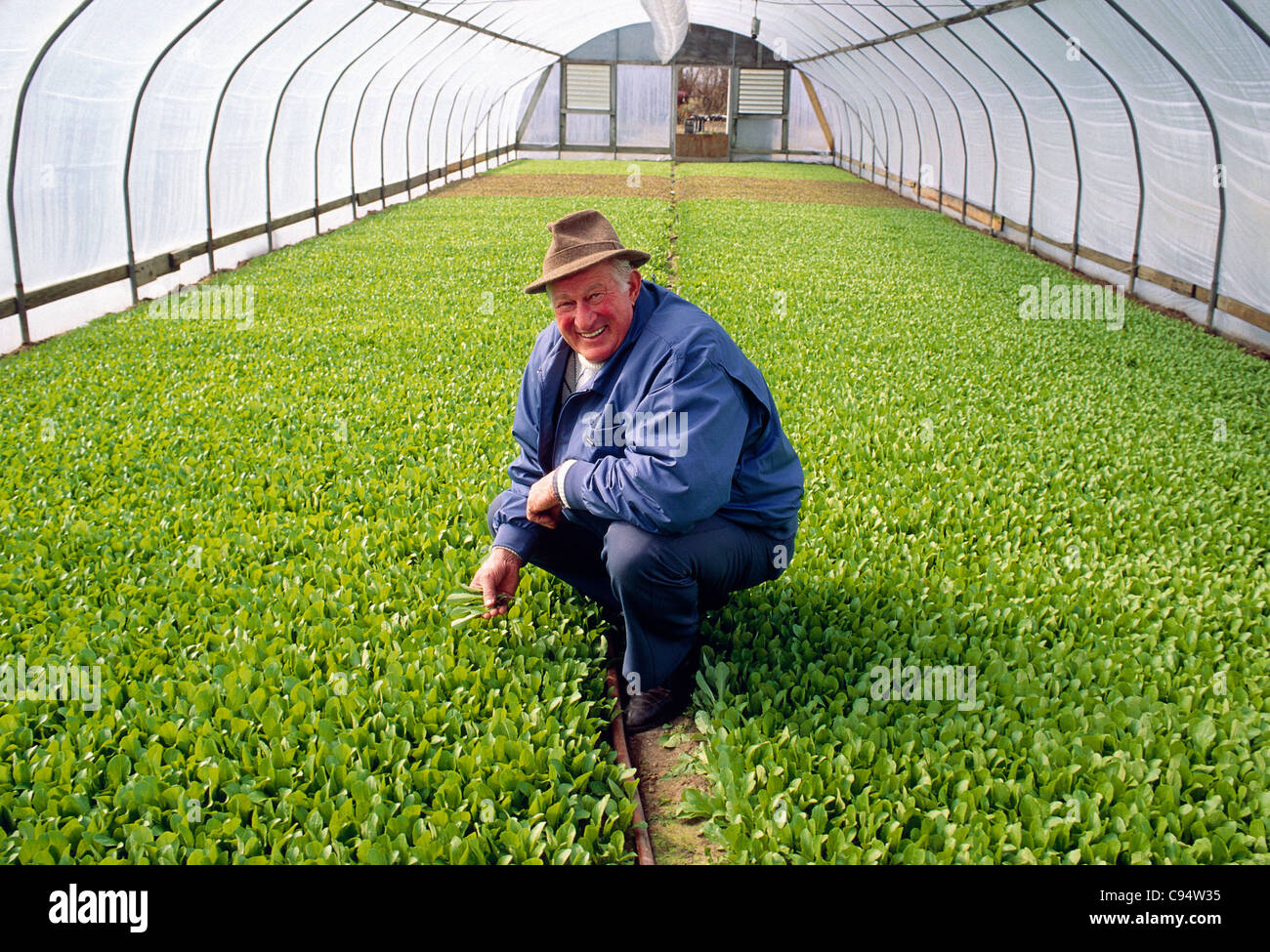 Farmer poses in a greenhouse full of lush green romaine lettuce Stock Photo