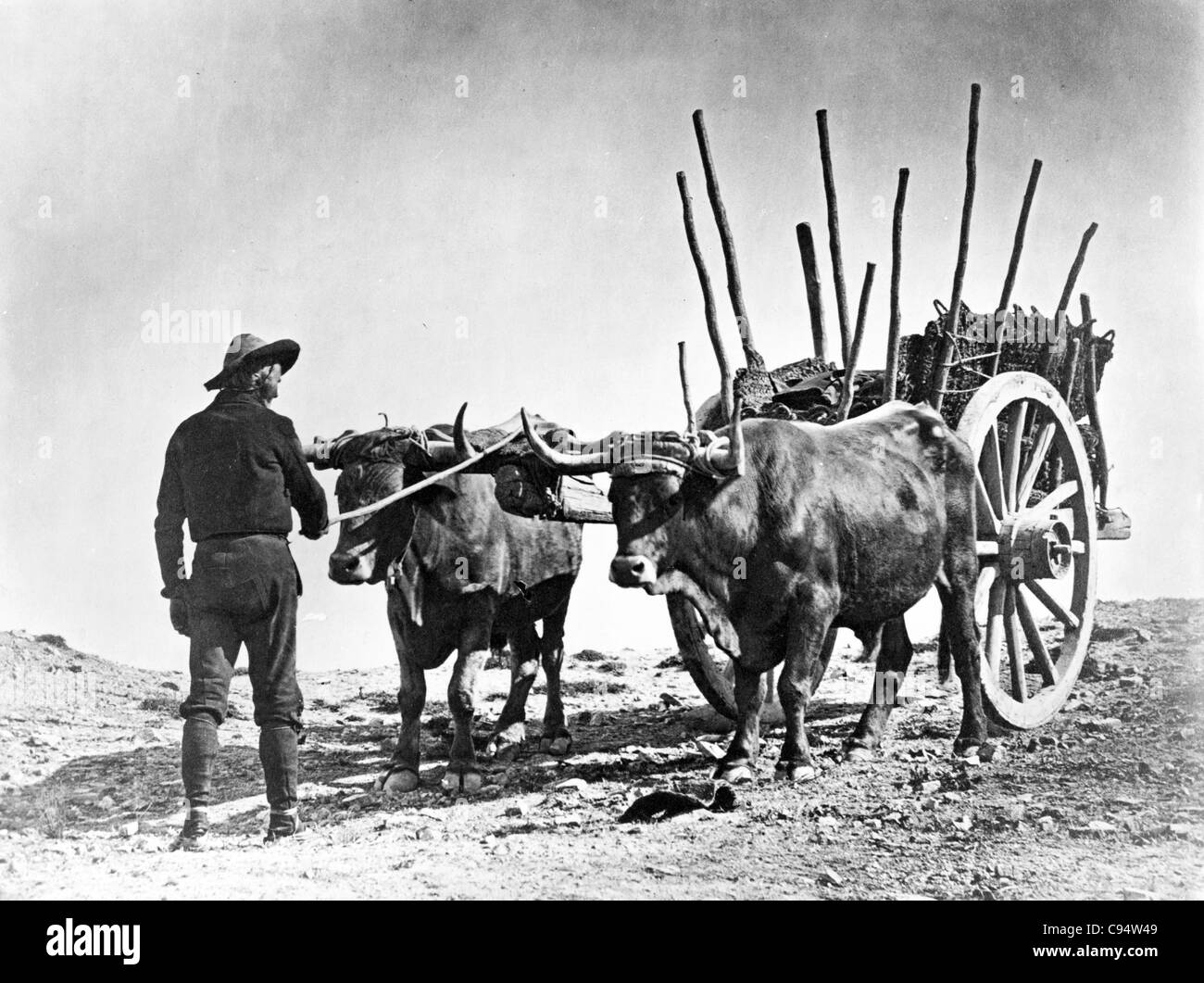 Ox oxen hires stock photography and images Alamy