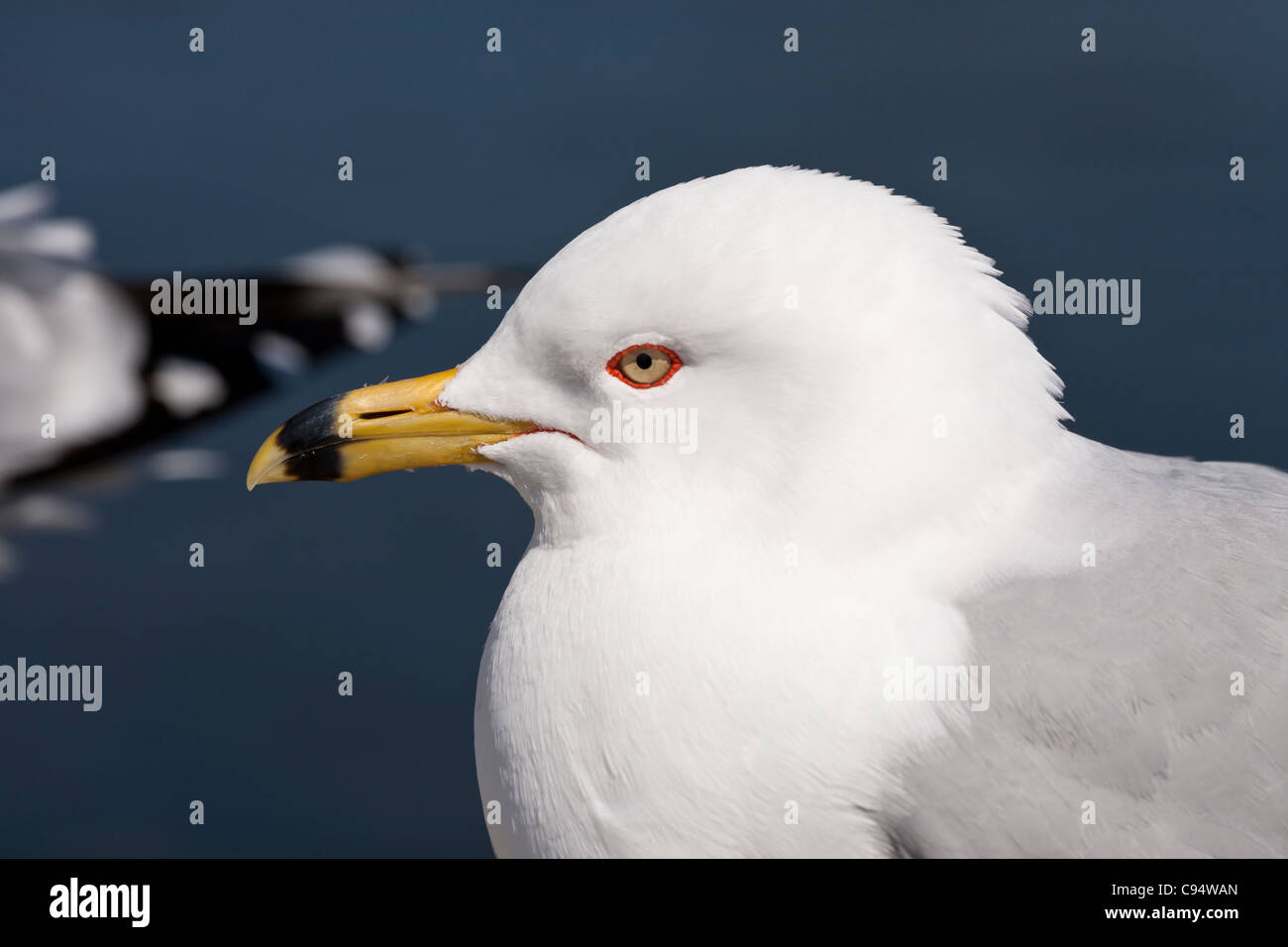 Ring-billed Gull. The head of a ring-billed gull showing the ring on the bill and the red ringed eye characteristic of summer Stock Photo