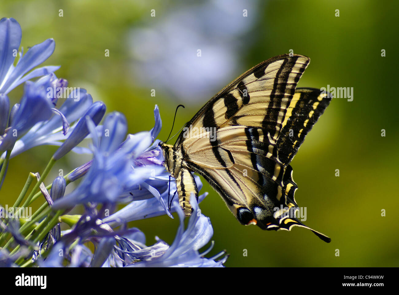 Beautiful butterfly on a purple flower Stock Photo - Alamy
