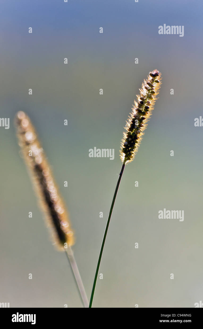 Corn details hi-res stock photography and images - Alamy