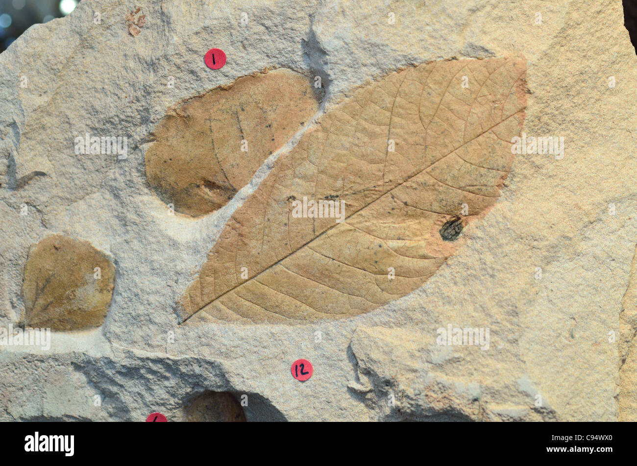 Fossilized plant leaves in rock matrix Stock Photo Alamy